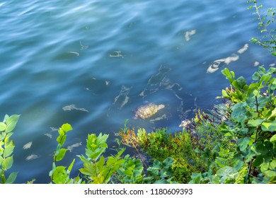 View Of A Turtle Swiming In A Lake