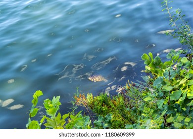 View Of A Turtle Swiming In A Lake