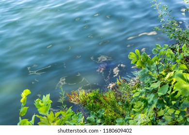 View Of A Turtle Swiming In A Lake