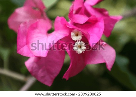 View of the two actual Bougainvillea flowers which are small and white colored, are bloomed close to each other in a pink colored Bougainvillea flower cluster