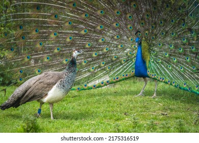 A view of two blue and green Pavo peacocks birds, one with an open blue patterned tail on the grass mating season - Shutterstock ID 2175316519