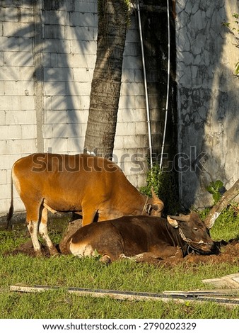 A view of two brown cattle animals for Qurban on the grass and soil.