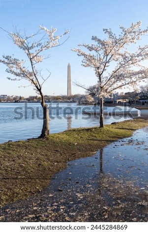 View of two cherry blossom trees slated for removal at the Tidal Basin, due to flooding and construction of a new seawall project