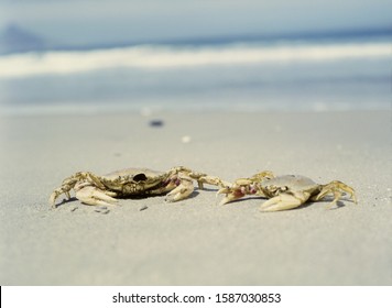 View Of Two Crabs On The Beach