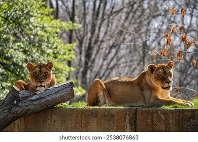 The view of two lioness resting on the grass in the zoo park - Powered by Shutterstock