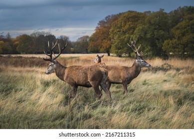 View Of Two Male Red Deer Standing In Tall Grass Looking In Different Directions In Marsh In Fall; Head Of Female Deer And Blue Sky In Background