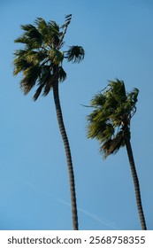  View of two palm trees during the Santa Ana winds in Southern California