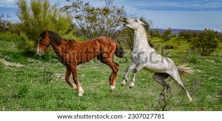 View of a two Salt River Wild Horse in the midst o the Arizona desert in the Tonto National Forest. One stallion is showing his dominance.