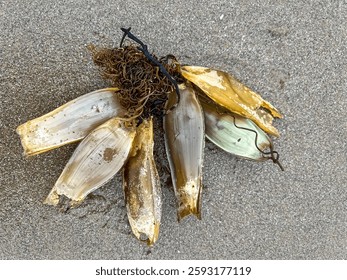 View of a type of bundle of egg capsules ( mermaid purse) of cartilaginous fish. Selective focus 