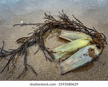 View of a type of bundle of egg capsules ( mermaid purse) of cartilaginous fish. Selective focus 