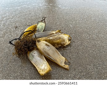View of a type of bundle of egg capsules ( mermaid purse) of cartilaginous fish. Selective focus 