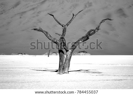 Similar – trees in an ice of lake