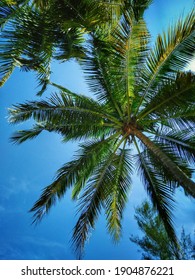 View Under The Coconut Tree 