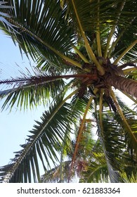 View under coconut tree