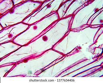 267 Onion Epidermis Images, Stock Photos & Vectors 