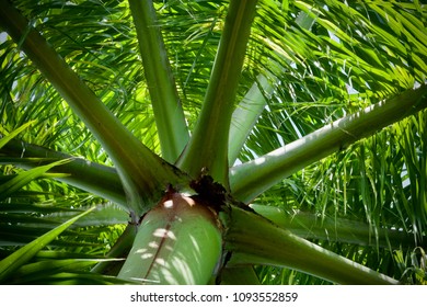 View from under a palm tree, looking upward into backlit palm fronds, which offers contrasting lines, angles, and light. 