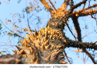 Silk Floss Tree Images Stock Photos Vectors Shutterstock