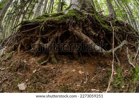 View of the undergrowth in the foreground