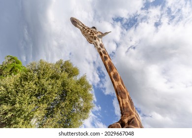 View from underneath the giraffe