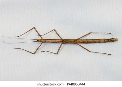 View Of The Underside Of A Common Indian Stick Insect Pet