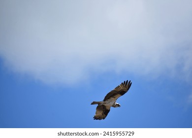 View of the underside of an ospreys wings in flight in Casco Bay.