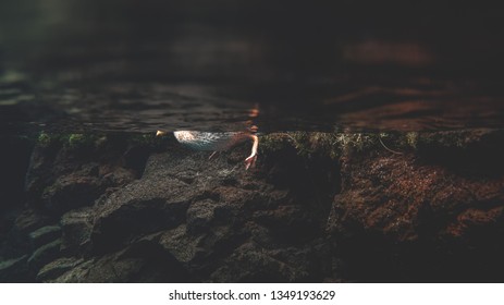 View From Underwater On The Bird Animal Duck Feet Paws Legs Swimming, Dark Rocks And Stones Background