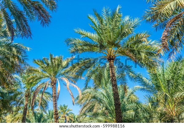 oáza datovania site Oasis