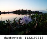 View of University lake and water plants at dusk, Baton Rouge, Louisiana, USA