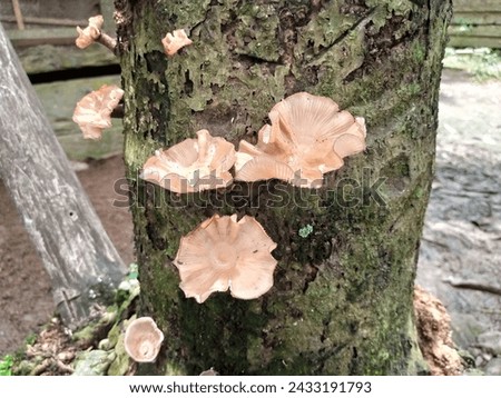 A view of unrecognized reddish-colored mushroom