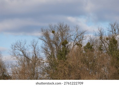 A view of the upper branches of tall deciduous trees featuring prominent green mistletoe bunches. The photograph captures the early spring atmosphere in the floodplain forests of South Moravia, Czech Republic, under a soft cloudy sky. A detail of natural parasitism in the European countryside.