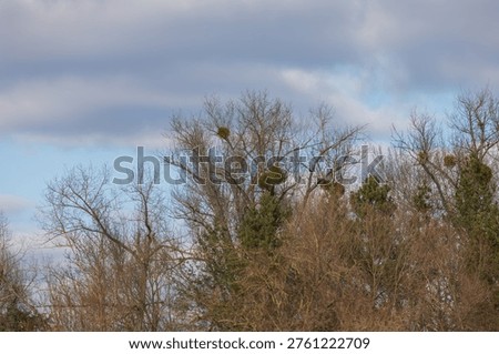 A view of the upper branches of tall deciduous trees featuring prominent green mistletoe bunches. The photograph captures the early spring atmosphere in the floodplain forests of South Moravia, Czech Republic, under a soft cloudy sky. A detail of natural parasitism in the European countryside.