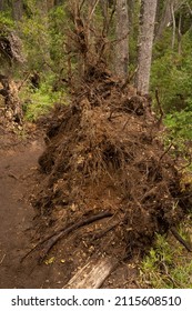 View of an uprooted tree in the forest, after the windy storm.