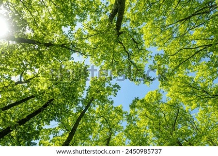 View upwards in beech forest in spring in clear sunlight with an opening against blue sky