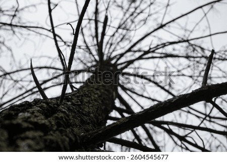 View Upwards of Leafless Tree Branches against Overcast Sky in a Winter Forest