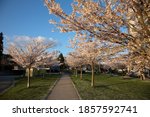 View of Vancouver downtown west end cityscape with colorful cherry blossom and grass during Springtime at entry of Stanley Park in Vancouver,  British Columbia,  Canada.