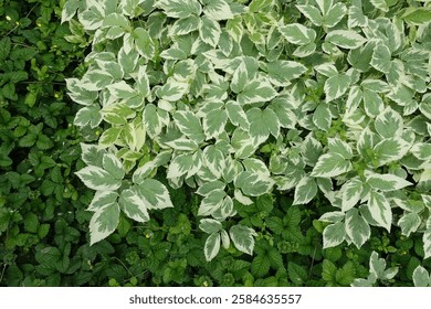 View of variegated foliage of ground elder in June