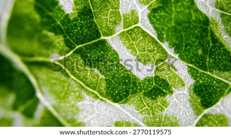 View of Variegation Leaf Surface Showing Plant Cells For Education. Leaf in Macro Shot Background. Bright Green Leaves of Plant or Tree With Texture and Pattern Close Up