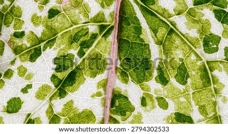 View of Variegation Leaf Surface Showing Plant Cells For Education. Leaf in Macro Shot Background. Bright Green Leaves of Plant or Tree With Texture and Pattern Close Up
