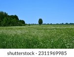 A view of a vast field, meadow or pastureland full of flowers, herbs, and other kinds of flora seen next to a lush forest or moor and a singular tree growing in the middle of the area seen in Poland