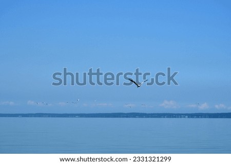 A view of a vast ocean or sea with some small city with a cathedral or castle seen in the distance in the fog, with some birds like storks flying around and boats swimming on the water in Poland