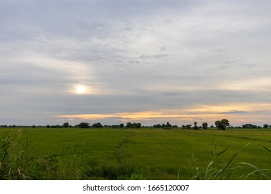View of the vast rice field in the evening.
