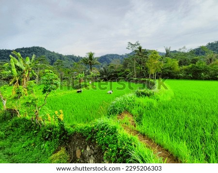 View of vast rice fields against a backdrop of high mountains in Garut village, West Java, Indonesia