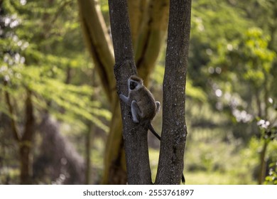 The view of a Vervet monkey climbing the tree on a sunny day in the woods - Powered by Shutterstock