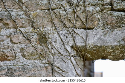 A view of the vines as they creep steadily along the walls of the old chateau, Chateau de Montfort, Remilly-les-Marais, Normandy, France, Europe on Thursday, 12th, May, 2022