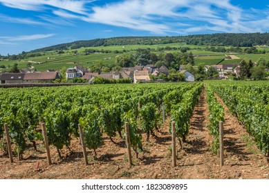 View Of In The Vineyard In Burgundy Bourgogne Home Of Pinot Noir And Chardonnay In Summer Day With Blue Sky. Cote D'Or.