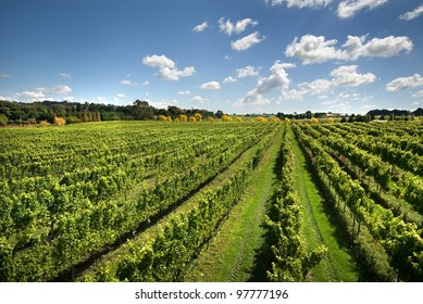 A View Of A Vineyard, Growing Cold-climate Wines, Near Sutton Forest, On The Southern Highlands Of New South Wales, Australia