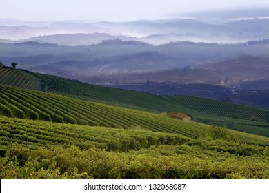 View of a vineyard in Langhe, Piedmont, Italy