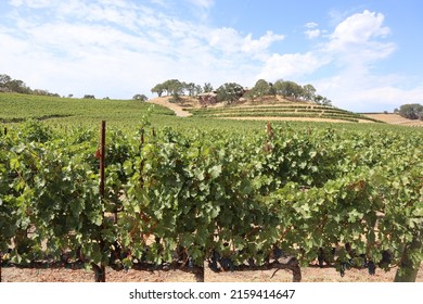 The View Of The Vineyard Rows In The Winery Of Sonoma County, California 