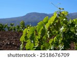 View of a vineyard in the south of Tenerife,Canary Islands,Spain.
Selective focus.