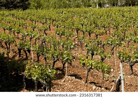 View of vineyards in Ksara town. Chateau Ksara. Lebanon.